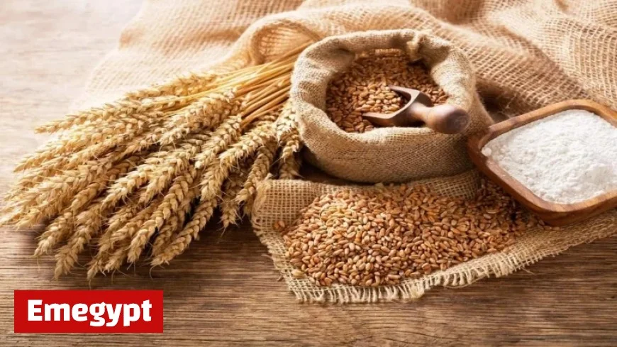 Algeria Wins Big with 600,000 Ton Milling Wheat Purchase in Global Tender