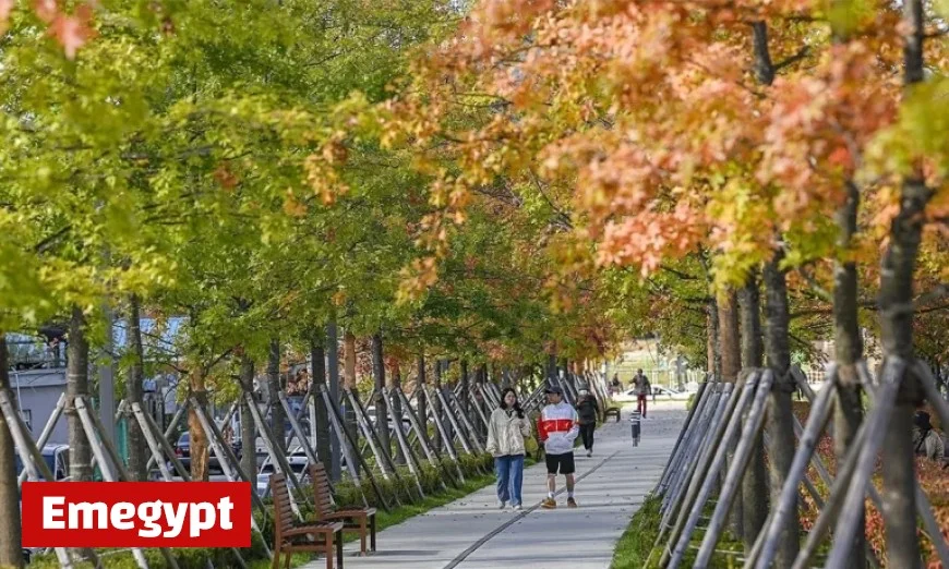 Embrace Fall Across Most of Korea as Rain Persists Along the East Coast