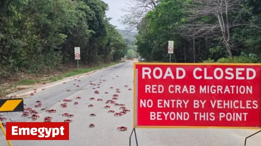 Garden Tools Shield Millions of Migrating Red Crabs on Christmas Island