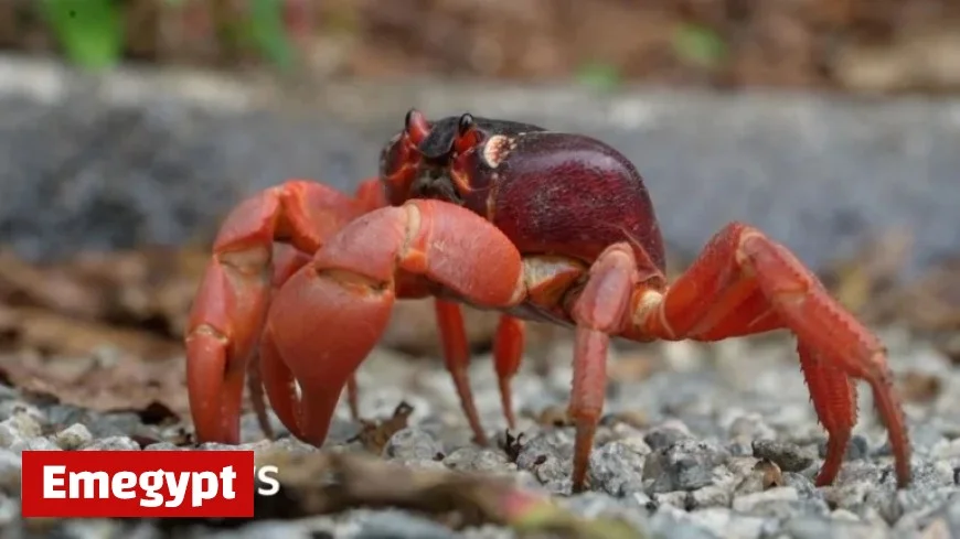 Red Crabs Begin Annual Migration on Christmas Island