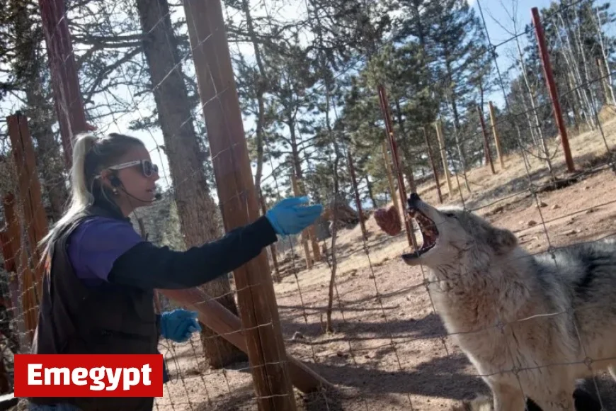 Trump Administration Halts Colorado’s Canadian Gray Wolf Imports