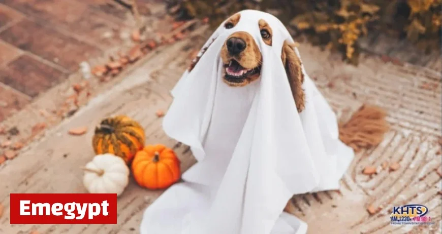 Pets Invited for Trick-or-Treating at Santa Clarita Valley PetSmart Locations