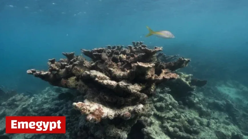 Florida’s Crucial Corals Face Functional Extinction Amid Record-Breaking Ocean Temperatures