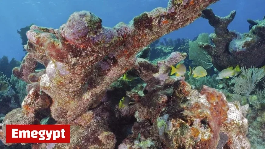 Uncovering the Mystery of Coral Extinctions and Chalky Hazards