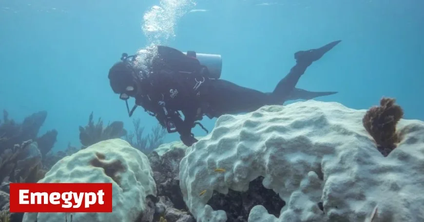 Florida coral species face functional extinction experts warn
