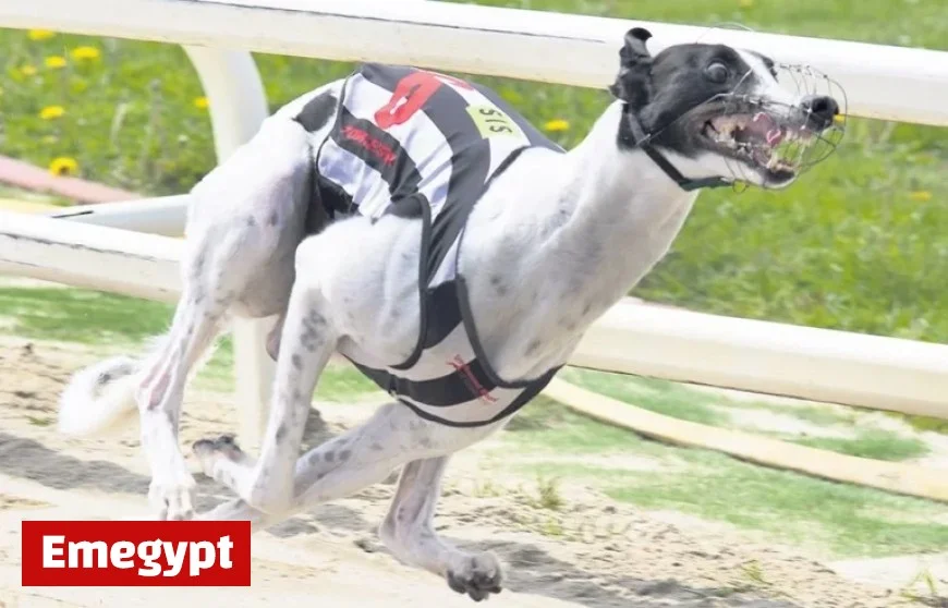 Greyhound Movie Release Date Officially Announced