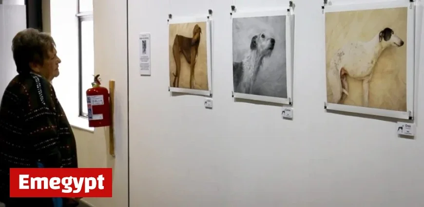 Greyhounds in South Africa: Art Transforms Racing Dogs into Rescue Successes