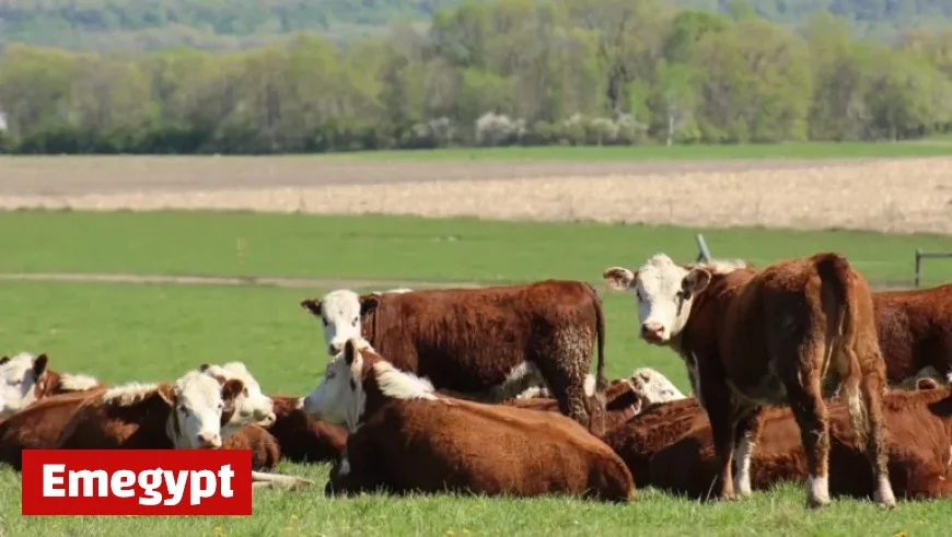 Rising Beef Prices Explained Amid Political Debates on Cattle Production