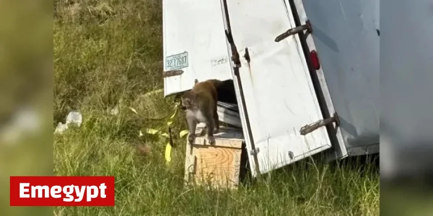 Truck Overturns in Jasper County, Releases ‘Aggressive’ Monkeys