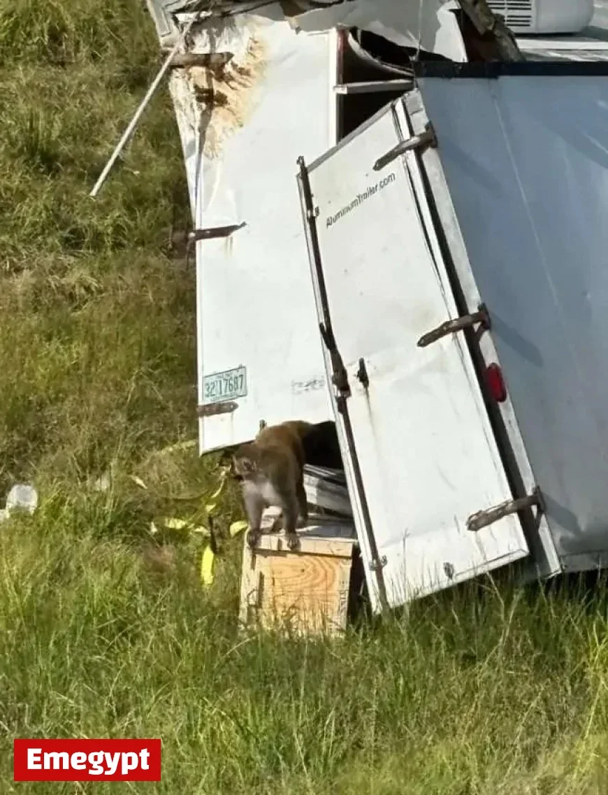 Monkeys Escape After Truck Overturns in Mississippi en Route to Florida Zoo