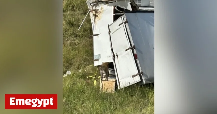 Mississippi Truck Crash Unleashes Monkeys with Hepatitis, Herpes, and COVID
