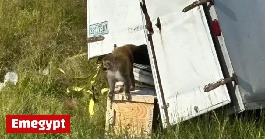 Escaped Monkeys Labeled Dangerous Are Tragically Put Down by Mississippi Police Following False Alarm