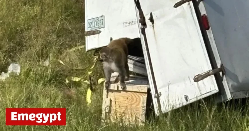 Aggressive Monkeys on the Loose After Mississippi Crash: Authorities Alert Residents