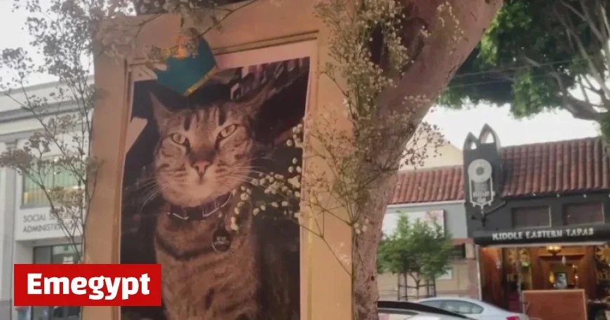 Waymo Accident Claims Beloved Store Cat in San Francisco’s Mission District