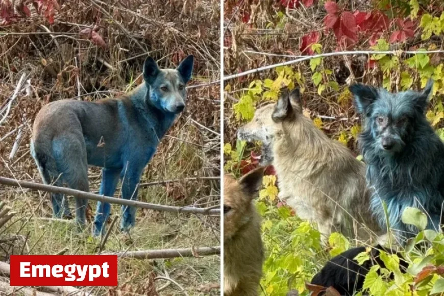 Solution Found to Mystery of Blue Dogs at Chernobyl Site