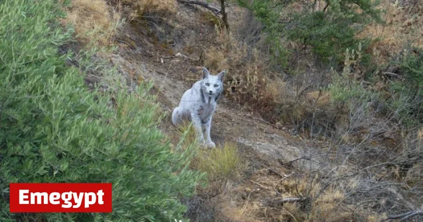 Photographer Discovers Rare White Iberian Lynx in Natural Habitat