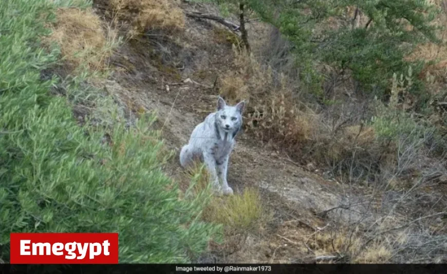 White Iberian Lynx Spotted in Spain, Highlighting Conservation Success