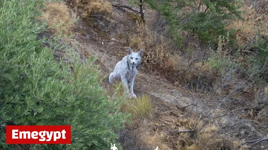 Photographer Captures World’s First Leucistic Iberian Lynx
