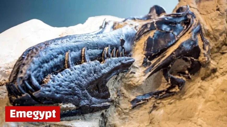 Dueling Dinosaurs Fossil Sparks Revolutionary New Insight into T. Rex Remains