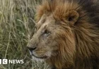 New Zealand Wildlife Park Euthanizes Two Troubled Lions