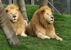 New Zealand Wildlife Park Forced to Euthanize 7 Lions Amid Financial Crisis