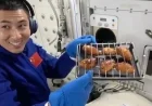 China pioneers orbital oven allowing astronauts to enjoy barbecue in space