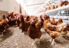 Poultry Farmers Advised to Shelter Birds Immediately Ahead of Upcoming Housing Mandate