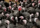 Cork Farmer Alerts Public to Potential Christmas Turkey Shortage Amid Rising Bird Flu Cases