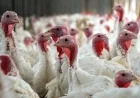 Second Avian Flu Outbreak Hits Irish Turkey Farm With Highly Contagious Strain Confirmed