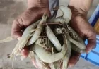 India’s Position as World’s Second-Largest Shrimp Producer Faces New Threats