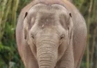 Dublin Zoo Faces Call from TD to Stop Keeping Elephants