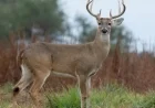 Game Commission Reports Illegal Killing of 8-Point Deer in Pennsylvania