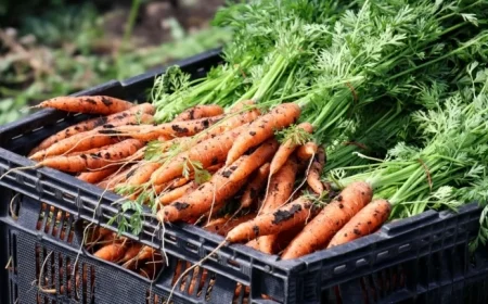 Minnesota Families Struggle as SNAP Benefits Near Expiration