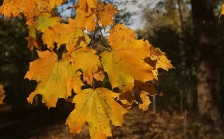 Expect Rainy Weather to Impact Chicagoland Trick-or-Treaters This Halloween