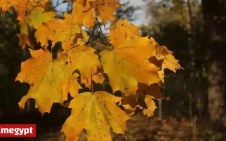 Rainy Halloween Forecast to Affect Trick-or-Treating Plans in Chicagoland