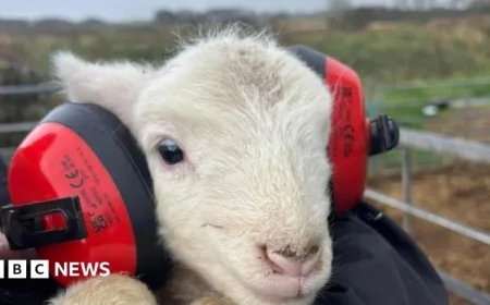 Farmer Urges Fireworks Awareness After Flock Faces Chaos