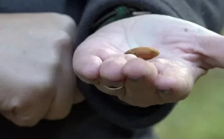 California Farmers Oppose Prop 50 Amid Democrats’ Redistricting Plans