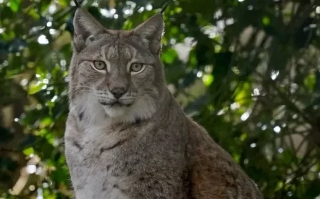New Enclosure Unveiled Brings Northumberland Lynx Reintroduction Closer Than Ever