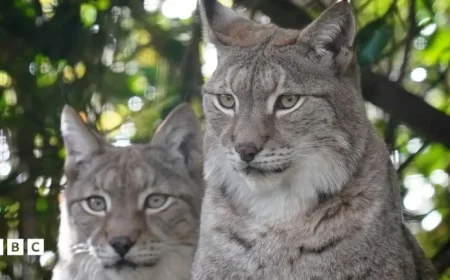 Eurasian Lynx Explore Their Brand-New Enclosure in Kent