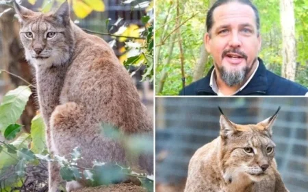 Wildwood Trust Revives Britain’s Lost Predator with New Lynx Sanctuary