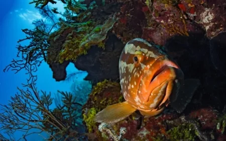 Mixed Results for Mesoamerican Reef Draw Attention to Belize’s Conservation Efforts