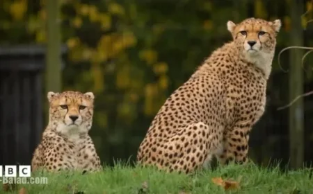 Cheetah Cubs Delight Visitors as They Explore New Chester Zoo Enclosure