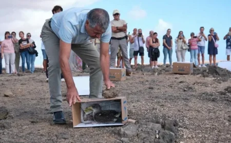 Release of Rescued Yellow-Nosed Albatrosses on Fuerteventura