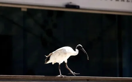 Australia’s Central Bank Holds Rates Steady, May Halt Easing