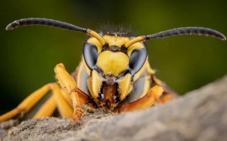 School Principal and Teenage Son Tragically Lose Lives in Hornet Swarm Attack