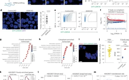 How Selective RNA Sequestration in Biomolecular Condensates Guides Cell Fate Transitions