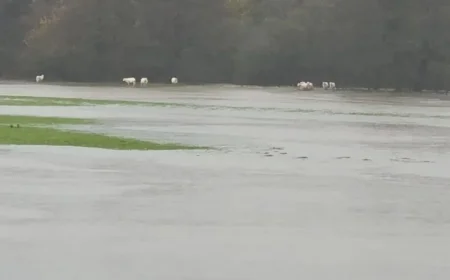 Urgent Rescue Effort for Sheep Stranded by Floodwaters in St Clears