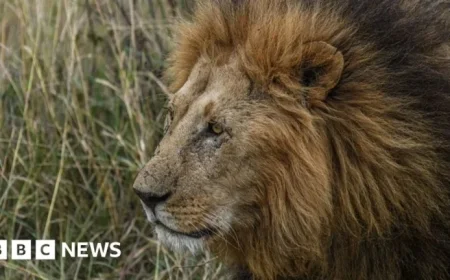 New Zealand Wildlife Park Euthanizes Two Troubled Lions