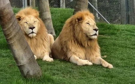New Zealand Wildlife Park Forced to Euthanize 7 Lions Amid Financial Crisis