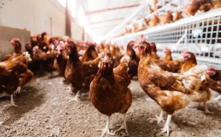 Poultry Farmers Advised to Shelter Birds Immediately Ahead of Upcoming Housing Mandate
